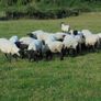 Hilltex  x Suffolk  Breeding Hoggets Image 6