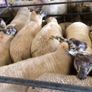 Ballinrobe special sale of Hiltex and Texel cross Image 10