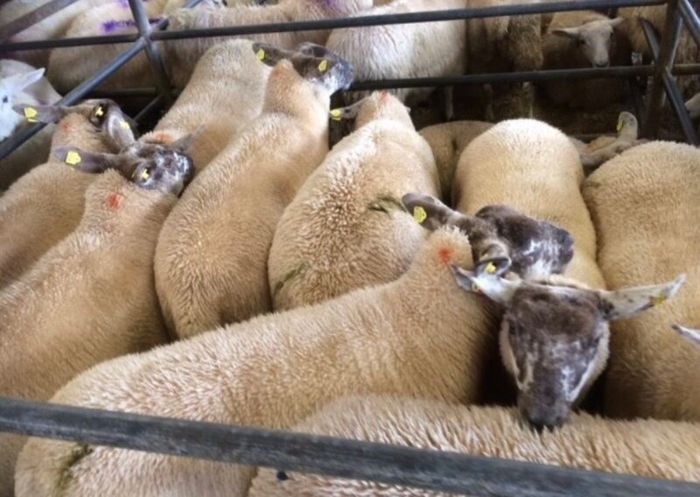 Ballinrobe special sale of Hiltex and Texel cross