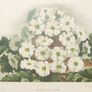 Primula Gipsy Queen & Pyrethrum Uliginosum 1889 Image 4