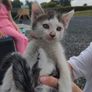 kittens Image 7