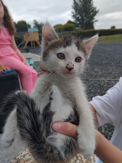 kittens