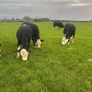 20 White head heifers Image 3