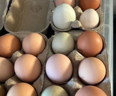 Hen Eggs
