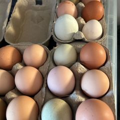 Hen Eggs