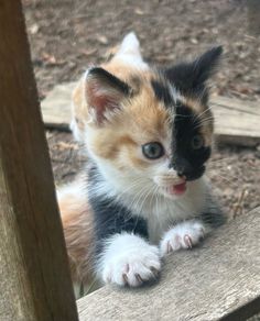 kittens for adoption