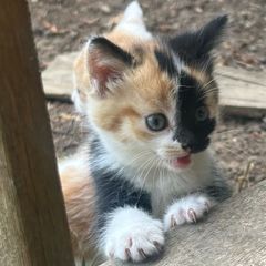kittens for adoption