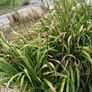 Day Lily tubers Image 2