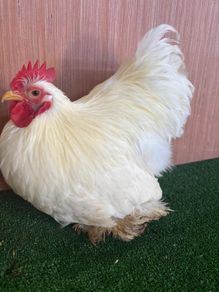 Pekin