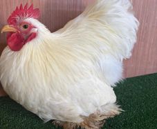 Pekin