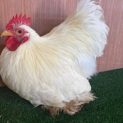 Pekin