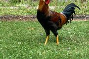 Rooster (Hybrid)