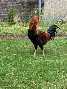Rooster (Hybrid)