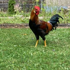 Rooster (Hybrid)