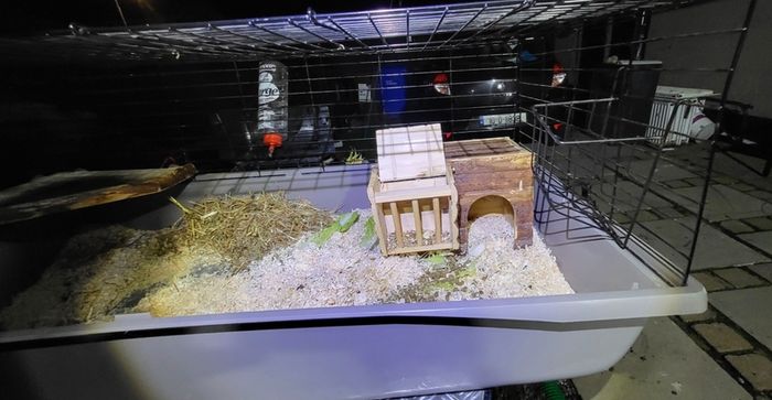 XXLarge  guinea pig & rabbit cage