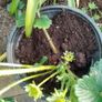 Organic Strawberry plants Image 4