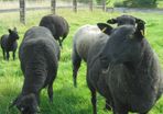 Black Sheep , Hoggets . Breeding Sheep .
