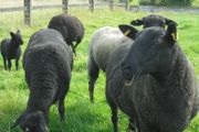 Black Sheep , Hoggets . Breeding Sheep .