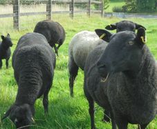Black Sheep , Hoggets . Breeding Sheep .