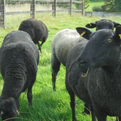 Black Sheep , Hoggets . Breeding Sheep .
