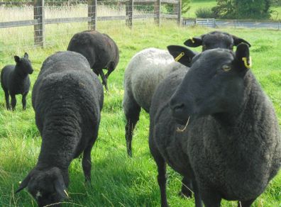 Black Sheep , Hoggets . Breeding Sheep .