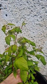 raspberries