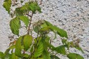 raspberries