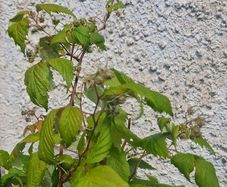 raspberries