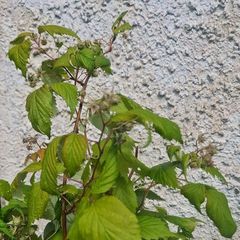 raspberries