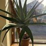 Big Aloe Vera Plants Image 3