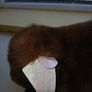 Bear Soft Toy Image 3