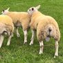Texel ram lambs Image 7