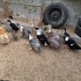 Ducks and American Brahamas chicks Image 5
