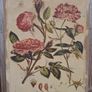 Beautiful Set of 3 Vintage Botanical Canvas Prints by Wild Apple Portfolio Image 8
