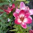 Liliums