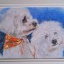 pet Image 3