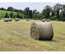 Good quality hay