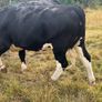 Heifers Image 5