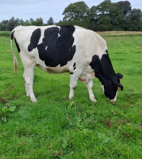 Autumn Calving Heifers