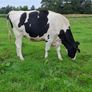 Autumn Calving Heifers Image 2