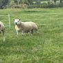 Texel shearlings Image 4