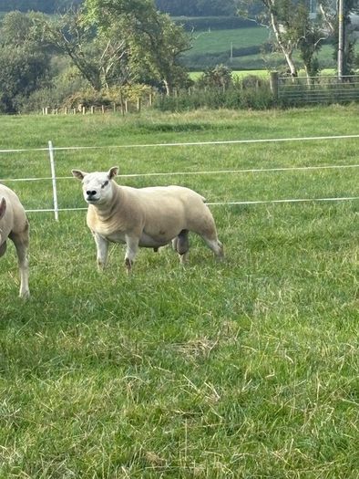 Texel shearlings