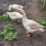 Pair of geese. Image 5