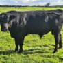 Aa Pbr Bulls Image 4