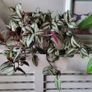 Trailing plants. Image 3
