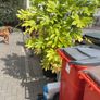 Healthy plant Image 3