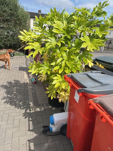 Healthy plant
