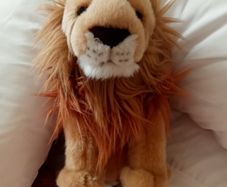 Cute lion from BBC Earth