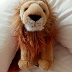 Cute lion from BBC Earth