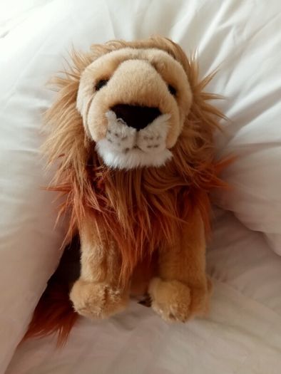 Cute lion from BBC Earth
